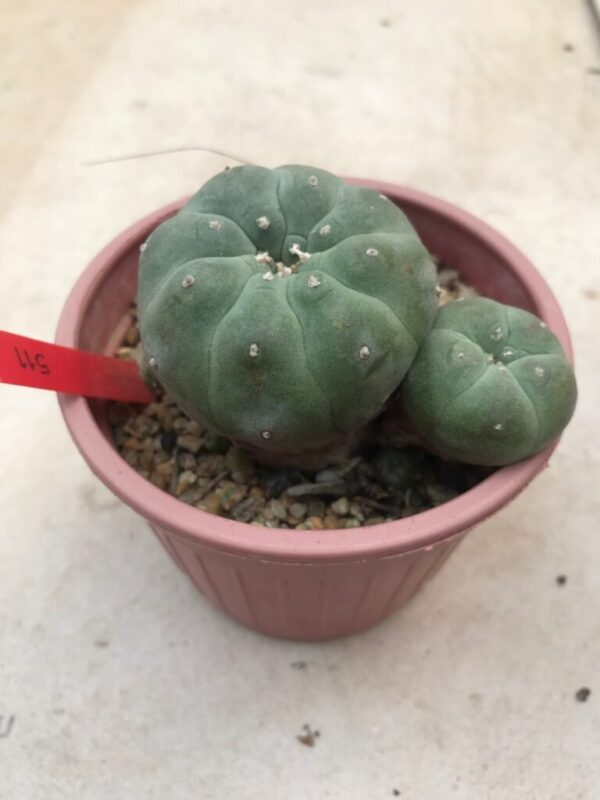 Buy Lophophora Williamsii cactus