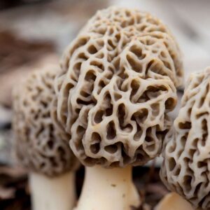 Morel Mushrooms for sale