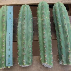 Buy Peruvian Torch Cactus