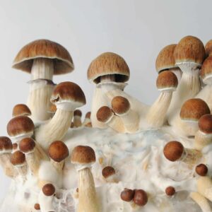 Golden teacher mushrooms buy