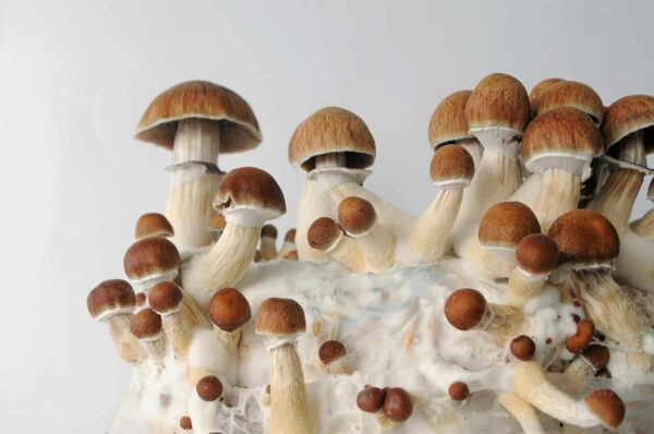 Golden teacher mushrooms buy