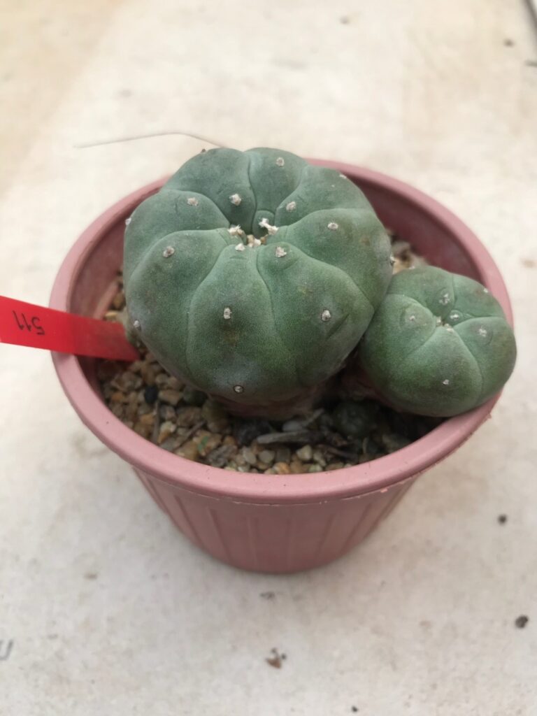 Peyote for sale