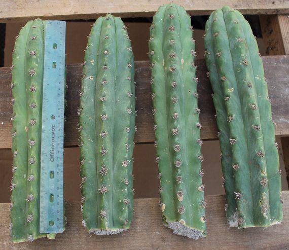 Buy Peruvian Torch Cactus